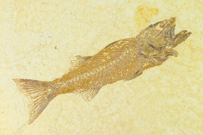 Uncommon Fish Fossil (Mioplosus) - Wyoming #144199